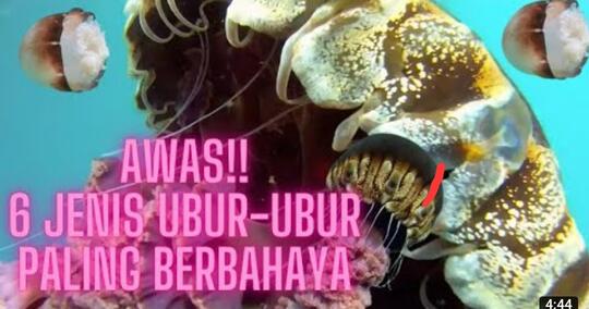 7 Jenis Ubur-Ubur Paling Berbahaya Di Dunia
