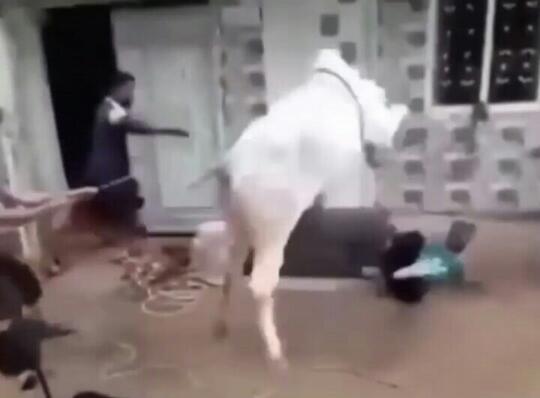 Sapi Keluarkan Jurus KUNGFU Saat Akan Disembelih, Jagalnya Sampai Terbanting Ke Tanah