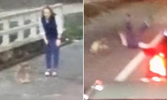 Dikira Imut dan Jinak, Wanita Ini Malah 'DISERANG' Seekor Koala Di Jalan ! Kok Bisa ?