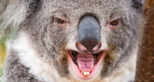 Dikira Imut dan Jinak, Wanita Ini Malah 'DISERANG' Seekor Koala Di Jalan ! Kok Bisa ?