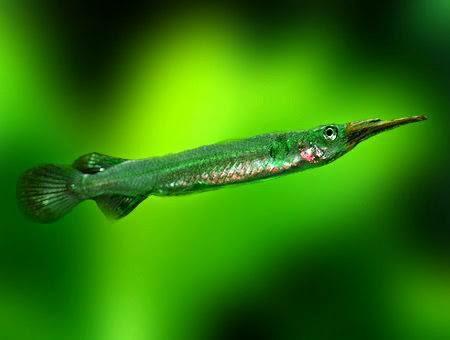 Ikan Julung-julung, Si Kecil Yang Berani Melawan Arus! Berikut Faktanya Gan!