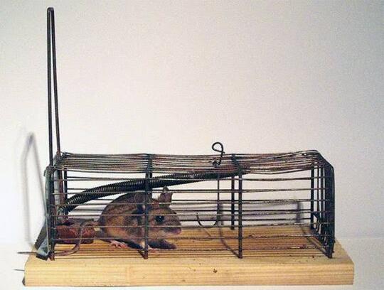 Oh, Ternyata Begini Cara Membuang Tikus Hidup Masih Dalam Perangkapnya? (Good Share)