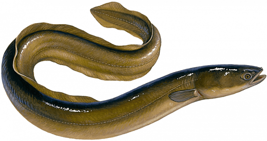 Ikan Sidat, Ikan Panjang Yang Sering Dikira Belut! Berikut Faktanya Gan!