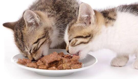 Kenapa Tidak Dijual Makanan Kucing Rasa Tikus Padahal Kesukaannya? Inikah Alasannya?