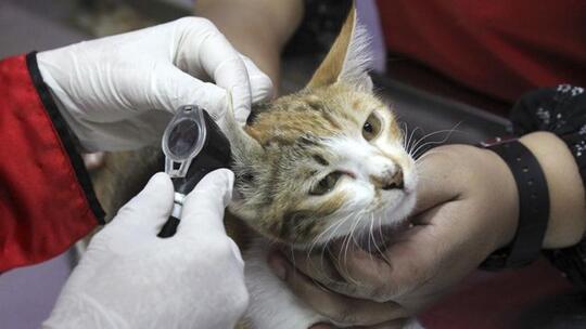 Brigjen NA Tembak 6 Kucing Hingga Tewas dengan Alasan Nakal, Apakah Bisa Dibenarkan?