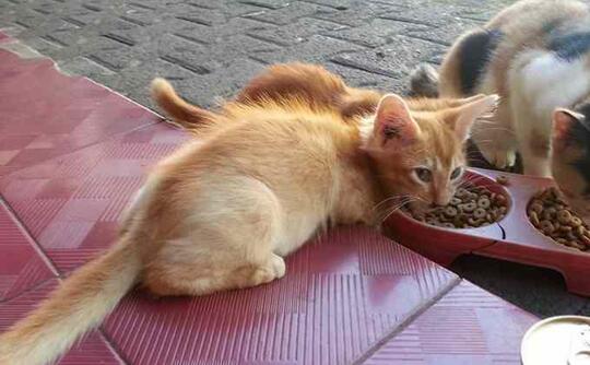 Brigjen NA Tembak 6 Kucing Hingga Tewas dengan Alasan Nakal, Apakah Bisa Dibenarkan?