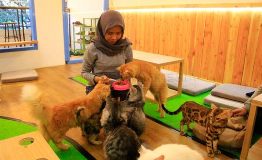 Keren! Hobi Pelihara Kucing Bisa Jadi Ide Kreatif.