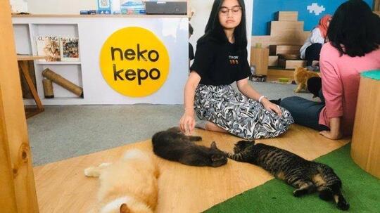 Keren! Hobi Pelihara Kucing Bisa Jadi Ide Kreatif.