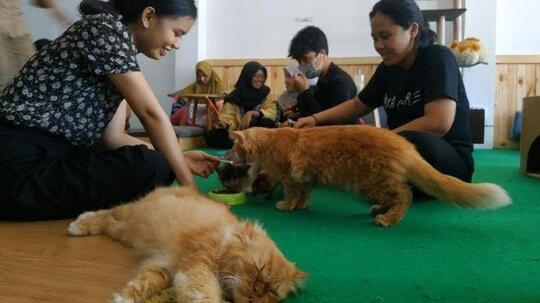 Keren! Hobi Pelihara Kucing Bisa Jadi Ide Kreatif.