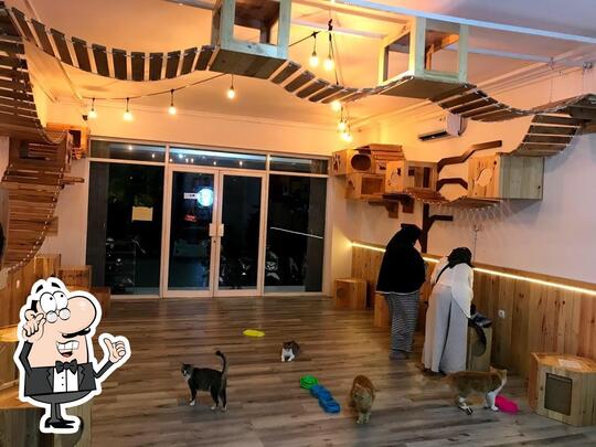 Keren! Hobi Pelihara Kucing Bisa Jadi Ide Kreatif.