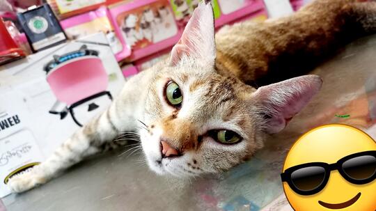 Manusia Seharusnya Malu Dengan Si Kucing Oka Ini (Pelajaran Hidup)