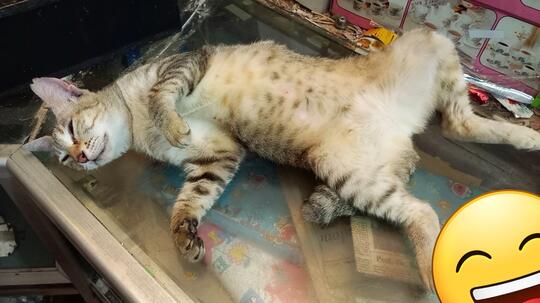 Manusia Seharusnya Malu Dengan Si Kucing Oka Ini (Pelajaran Hidup)