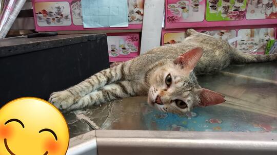Manusia Seharusnya Malu Dengan Si Kucing Oka Ini (Pelajaran Hidup)
