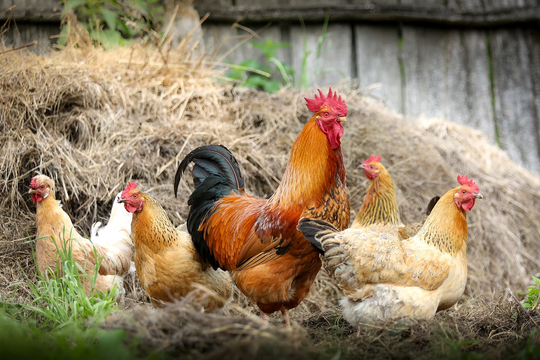 Cara membuat pakan ayam