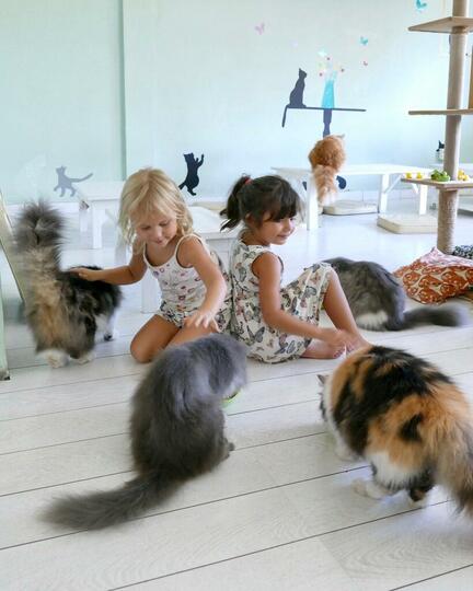 Cat Cafe Ubud Bali