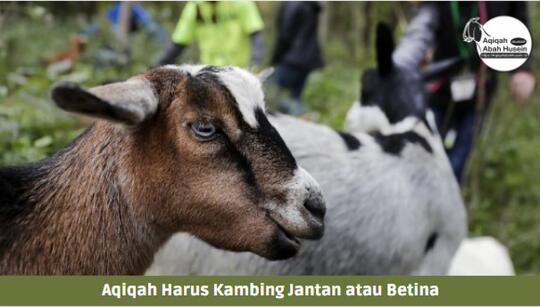 Aqiqah Harus Kambing Jantan atau Betina? Simak Penjelasannya Menurut Sunnah