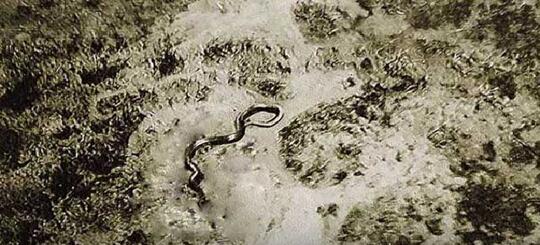 Kasus-Kasus Penampakan Makhluk Misterius di Tengah Berlangsungnya Perang