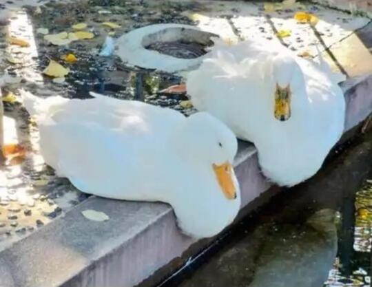 5 Momen Unik yang Menampilkan Hal-Hal Lucu dari Tingkah Laku Burung
