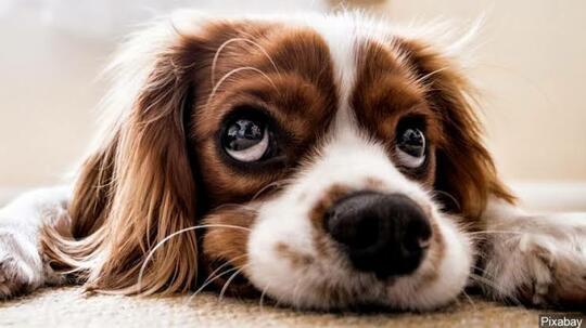 Kalah Main Judi, Sekelompok Pemuda Siksa Seekor Anjing Sampai Mati!