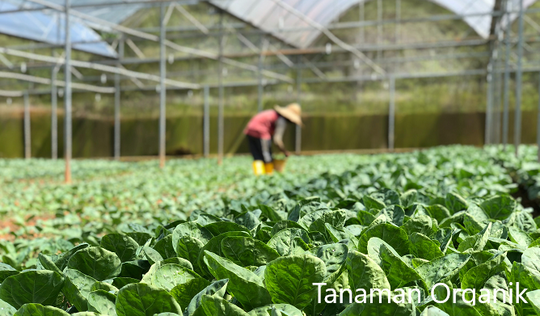 Tanaman Organik
