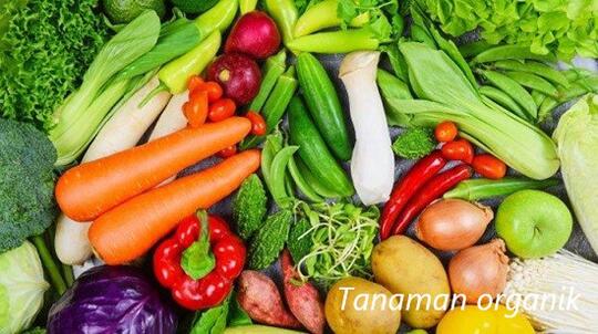 Tanaman Organik