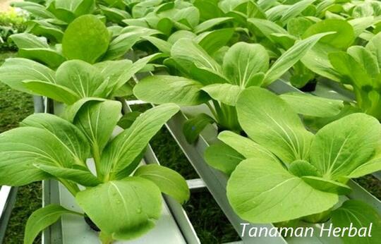 Tanaman Organik