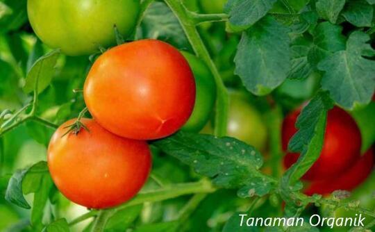Tanaman Organik