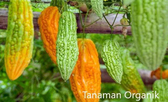 Tanaman Organik