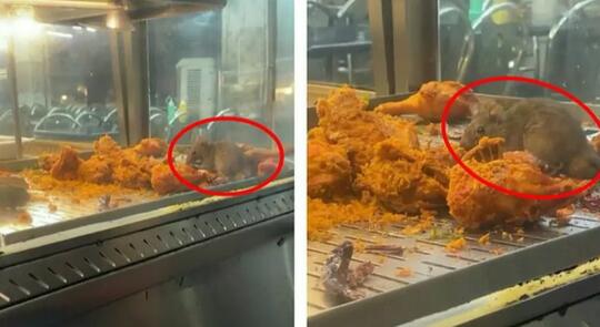 Sebuah Kedai Ditutup Paksa Gara-gara Ada Tikus di Etalase Makanan, Ini Jadi Pelajaran