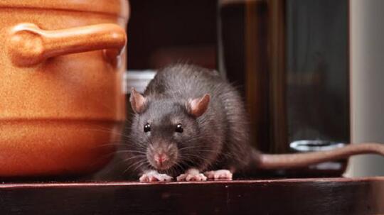 Sebuah Kedai Ditutup Paksa Gara-gara Ada Tikus di Etalase Makanan, Ini Jadi Pelajaran