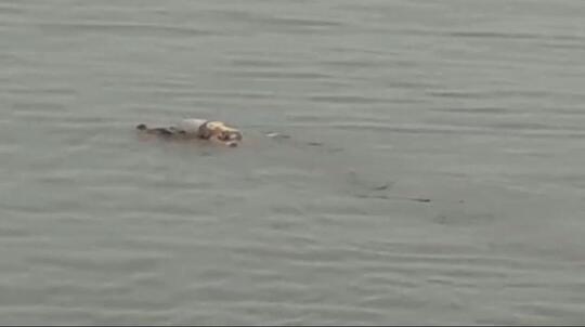 Aneh, Heboh Seekor Buaya Bawa Jasad Bayi yang 2 Hari Hilang ke Pinggir Sungai Mahakam