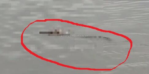 Aneh, Heboh Seekor Buaya Bawa Jasad Bayi yang 2 Hari Hilang ke Pinggir Sungai Mahakam