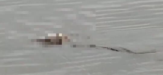 Aneh, Heboh Seekor Buaya Bawa Jasad Bayi yang 2 Hari Hilang ke Pinggir Sungai Mahakam