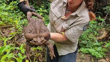 Australia Menemukan Kodok Terbesar Di Dunia dan Dinamakan Toadzilla, Tanggapannya Gan