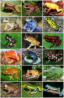 Australia Menemukan Kodok Terbesar Di Dunia dan Dinamakan Toadzilla, Tanggapannya Gan