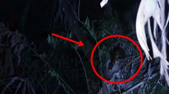 Sering Dianggap Berhantu? Ini Alasan Logis Rumpun Bambu Terlihat Angker dan Seram