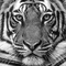 profile-picture