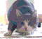 profile-picture