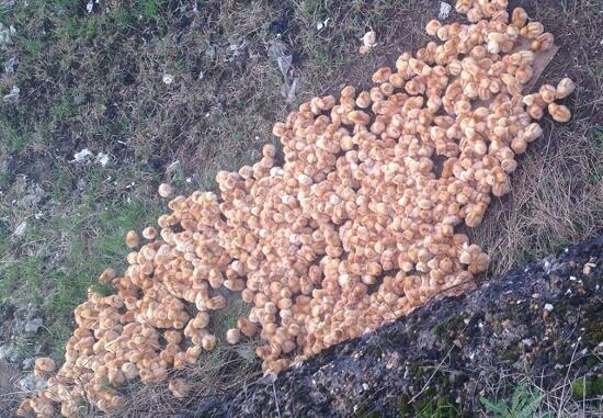 Tega! 1000 Anak Ayam Ini Ditelantarin Begitu Aja di Tanah Kosong