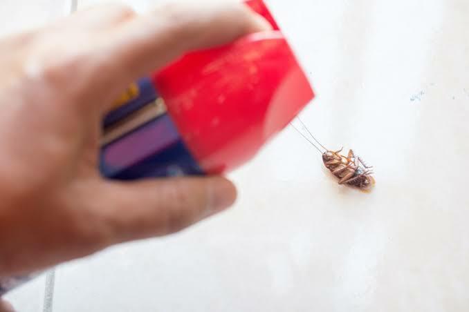 Usir Kecoa jangan Sembarangan. Berikut Tips Membunuh & Usir Kecoa Dengan Simpel dan Mudah