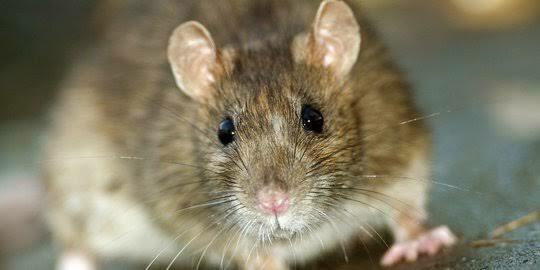 Bahaya Tikus Dalam Rumah, Bisa Menularkan Virus & Penyakit Ini ! Usir Sekarang Juga! Bahaya Tikus Dalam Rumah, Bisa Menularkan Virus & Penyakit Ini ! Usir Sekarang Juga!