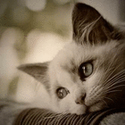 profile-picture