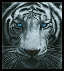 profile-picture