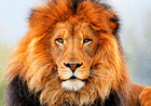 profile-picture