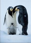 pinguinjantan