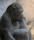 profile-picture