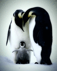Pinguin20190