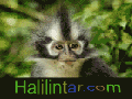 halilintar.com