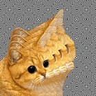 profile-picture