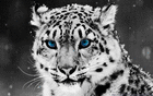 profile-picture